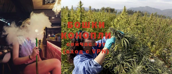 прущие грибы Михайлов